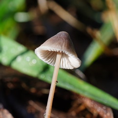 Mycena austrofilopes