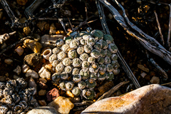 Conophytum truncatum