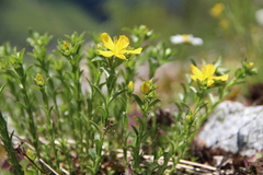 Hypericum orientale