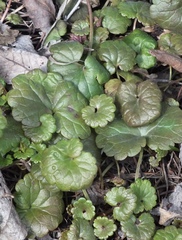 Glechoma hederacea