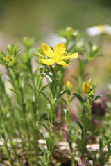 Hypericum orientale