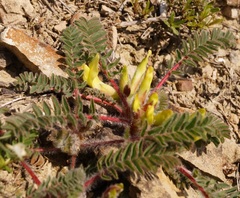 Astragalus utriger