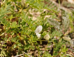 Astragalus guttatus