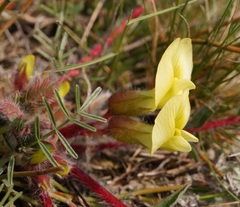 Astragalus utriger