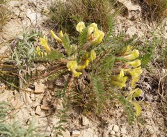 Astragalus utriger