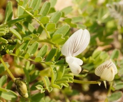 Astragalus guttatus