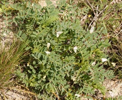 Astragalus guttatus