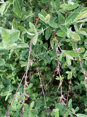 Salix integra