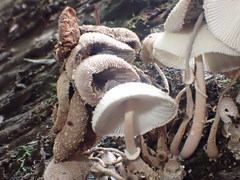 Leucocoprinus muticolor