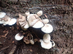 Leucocoprinus muticolor
