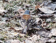 Fringilla coelebs