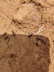 Leptogenys chinensis