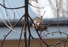 Fringilla coelebs