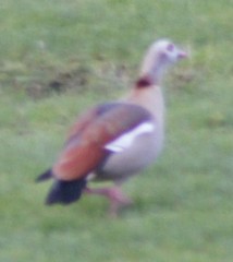 Alopochen aegyptiaca