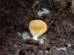 Panellus ligulatus