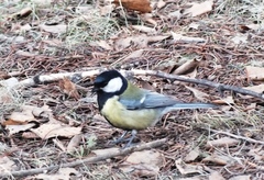 Parus major