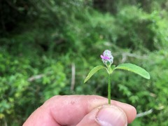 Rostellularia obtusa