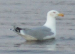 Larus argentatus