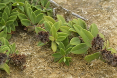 Veronica chathamica