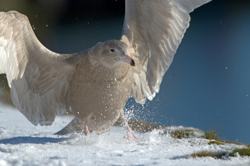 Gavión hiperbóreo (Larus hyperboreus)