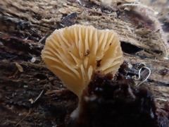 Panellus ligulatus