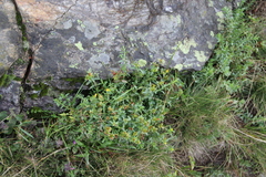 Hypericum orientale