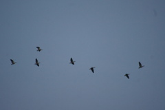 Alopochen aegyptiaca