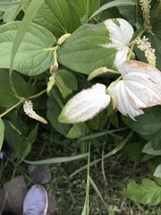 Saururus chinensis