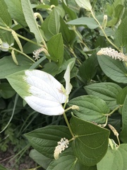 Saururus chinensis