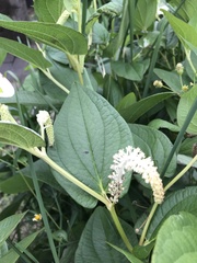 Saururus chinensis