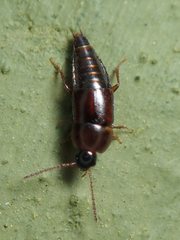 Tachinus corticinus