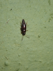 Tachinus corticinus