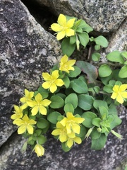 Lysimachia remota