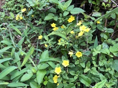 Lysimachia remota