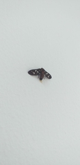 Amata passalis