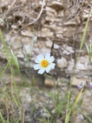 Layia pentachaeta albida