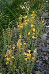 Hypericum linarioides linarioides