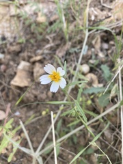 Layia pentachaeta albida