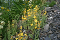 Hypericum linarioides linarioides
