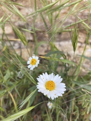 Layia pentachaeta albida