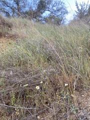 Layia pentachaeta albida