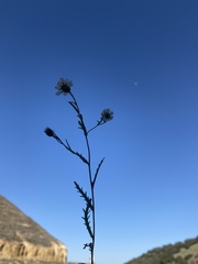 Layia pentachaeta albida