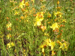 Hypericum linarioides linarioides