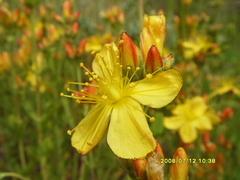 Hypericum linarioides linarioides