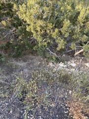 Layia pentachaeta albida