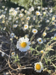 Layia pentachaeta albida