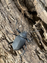 Plesiophthalmus formosanus