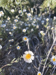 Layia pentachaeta albida