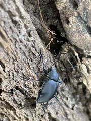 Plesiophthalmus formosanus