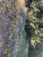 Layia pentachaeta albida